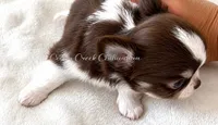 Ouji, a male Chihuahua for sale in Cedar Creek, TX – 2 of 2