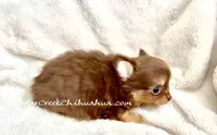 AKC Kiwi, a male Chihuahua for sale in Cedar Creek, TX – 5 of 7