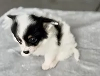 Boy1, a male Chihuahua for sale in Cedar Creek, TX – 2 of 4