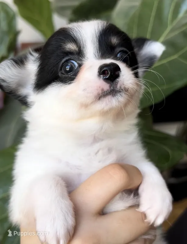 Boy1 – Chihuahua puppy for sale in Cedar Creek, TX