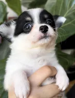 Boy1, a male Chihuahua for sale in Cedar Creek, TX – 1 of 4