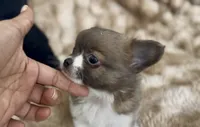 Lavender , a female Chihuahua for sale in Cedar Creek, TX – 2 of 6