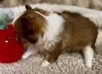 Red, a male Chihuahua for sale in Cedar Creek, TX – 3 of 3