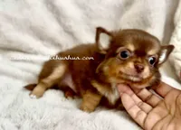 AKC Kiwi, a male Chihuahua for sale in Cedar Creek, TX – 4 of 7