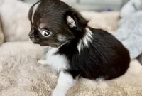 AKC Rio, a male Chihuahua for sale in Cedar Creek, TX – 3 of 4