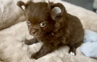 AKC Chocolate , a female Chihuahua for sale in Cedar Creek, TX – 2 of 6