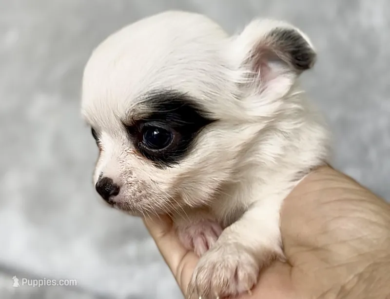 Boy2 – Chihuahua puppy on hold in Cedar Creek, TX