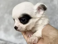 Boy2, a male Chihuahua for sale in Cedar Creek, TX – 1 of 3