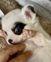 Boy2, a male Chihuahua for sale in Cedar Creek, TX – 2 of 3