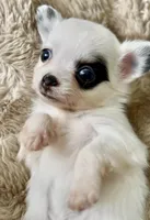 Boy2, a male Chihuahua for sale in Cedar Creek, TX – 3 of 3