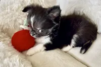 Rio, a male Chihuahua for sale in Cedar Creek, TX – 6 of 10