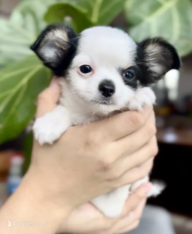 Marshmallow – Chihuahua puppy for sale in Cedar Creek, TX