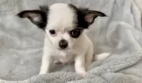 Marshmallow , a male Chihuahua for sale in Cedar Creek, TX – 4 of 7