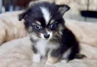 Boy3, a male Chihuahua for sale in Cedar Creek, TX – 2 of 4