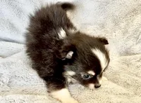 Boy3, a male Chihuahua for sale in Cedar Creek, TX – 1 of 4