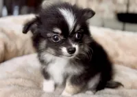 Boy3, a male Chihuahua for sale in Cedar Creek, TX – 3 of 4