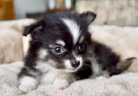 Boy3, a male Chihuahua for sale in Cedar Creek, TX – 4 of 4