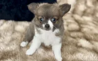Lavender , a female Chihuahua for sale in Cedar Creek, TX – 5 of 6