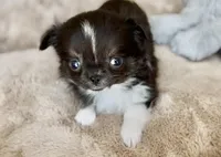 AKC Rio, a male Chihuahua for sale in Cedar Creek, TX – 2 of 4
