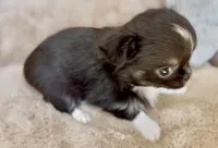 AKC Rio, a male Chihuahua for sale in Cedar Creek, TX – 4 of 4