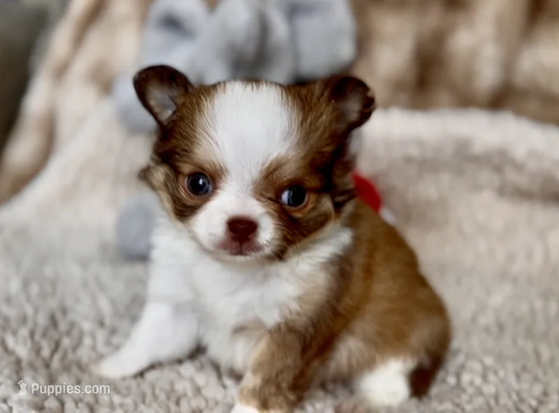 Red – Chihuahua puppy for sale in Cedar Creek, TX