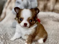 Red, a male Chihuahua for sale in Cedar Creek, TX – 1 of 3