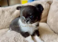 AKC Ringo, a female Chihuahua for sale in Cedar Creek, TX – 3 of 6