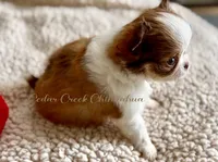 Brisket, a male Chihuahua for sale in Cedar Creek, TX – 2 of 3