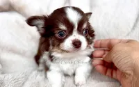 AKC Ouji, a male Chihuahua for sale in Cedar Creek, TX – 6 of 7