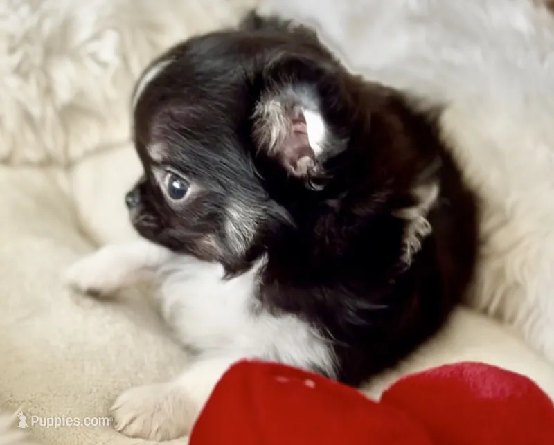 Rio – Chihuahua puppy for sale in Cedar Creek, TX