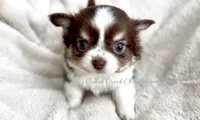 AKC Ouji, a male Chihuahua for sale in Cedar Creek, TX – 7 of 7