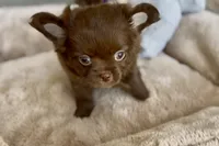 AKC Chocolate , a female Chihuahua for sale in Cedar Creek, TX – 3 of 6