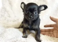 Rosie, a female Chihuahua for sale in Cedar Creek, TX – 3 of 5