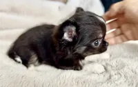 Rio, a male Chihuahua for sale in Cedar Creek, TX – 10 of 10