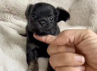 Rosie, a female Chihuahua for sale in Cedar Creek, TX – 6 of 6