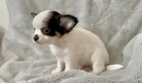 Marshmallow , a male Chihuahua for sale in Cedar Creek, TX – 2 of 7