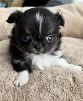AKC Rio, a male Chihuahua for sale in Cedar Creek, TX – 1 of 4