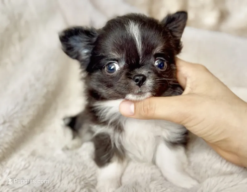 AKC Rio – Chihuahua puppy for sale in Cedar Creek, TX