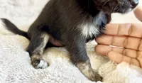 Rosie, a female Chihuahua for sale in Cedar Creek, TX – 5 of 5