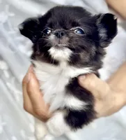 AKC Ringo, a female Chihuahua for sale in Cedar Creek, TX – 6 of 6