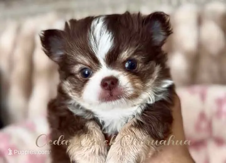 Theo – Chihuahua puppy for sale in Cedar Creek, TX