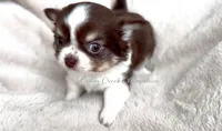 AKC Ouji, a male Chihuahua for sale in Cedar Creek, TX – 5 of 7
