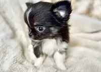 Rio, a male Chihuahua for sale in Cedar Creek, TX – 8 of 10