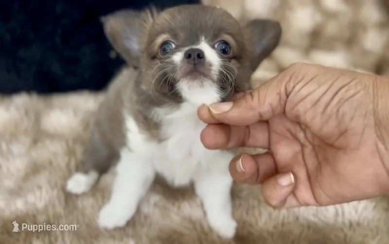 Lavender  – Chihuahua puppy for sale in Cedar Creek, TX