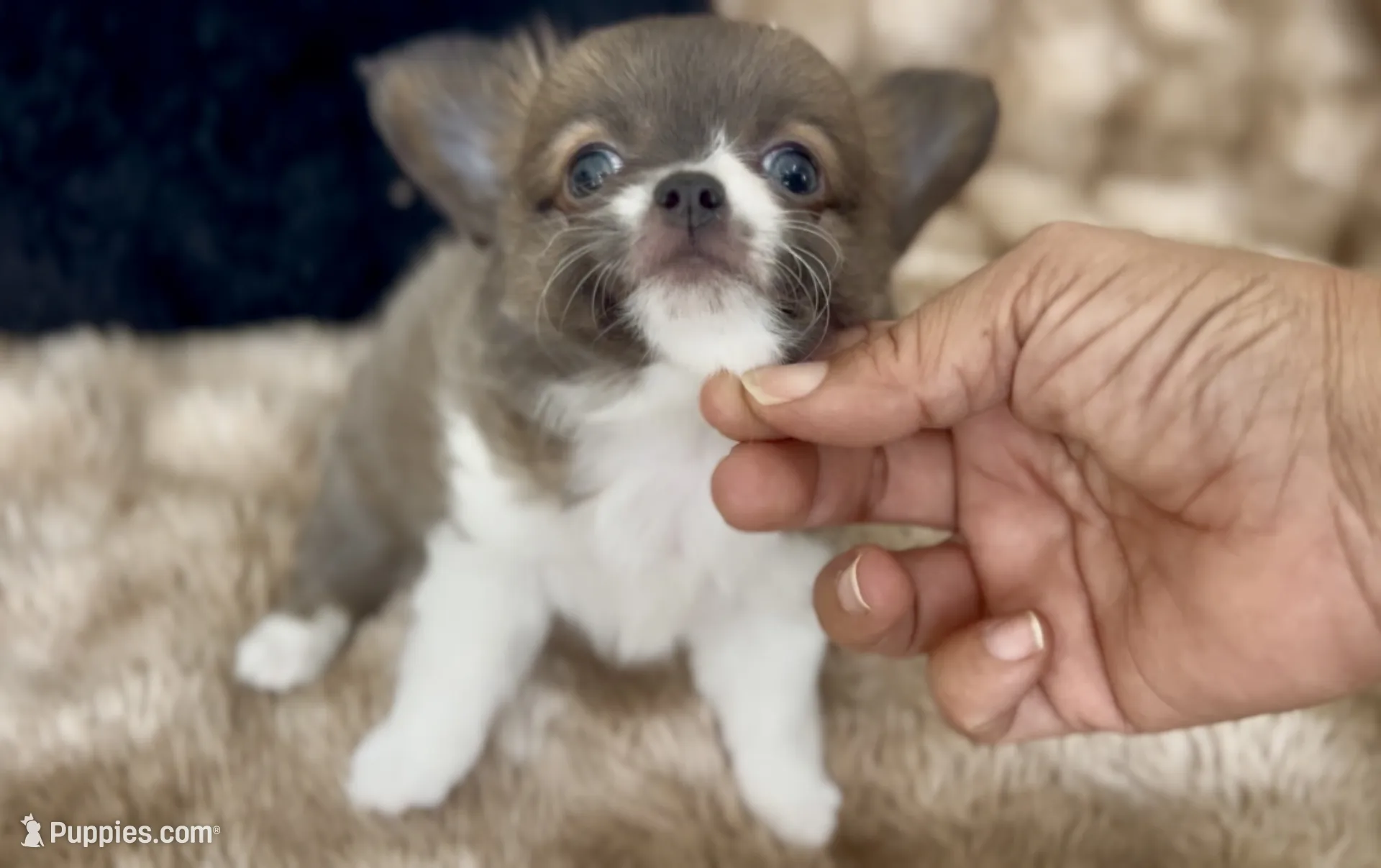 Lavender – Chihuahua Puppy for Sale in Cedar Creek, TX | Puppies.com