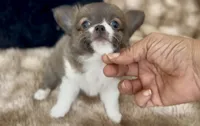 Lavender , a female Chihuahua for sale in Cedar Creek, TX – 1 of 6