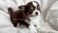 AKC Ouji, a male Chihuahua for sale in Cedar Creek, TX – 4 of 7
