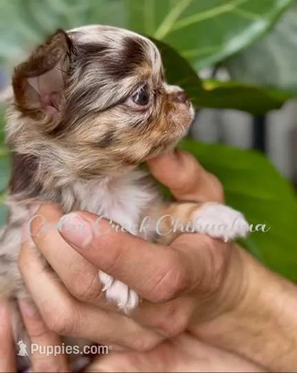 Jj – Chihuahua puppy for sale in Cedar Creek, TX