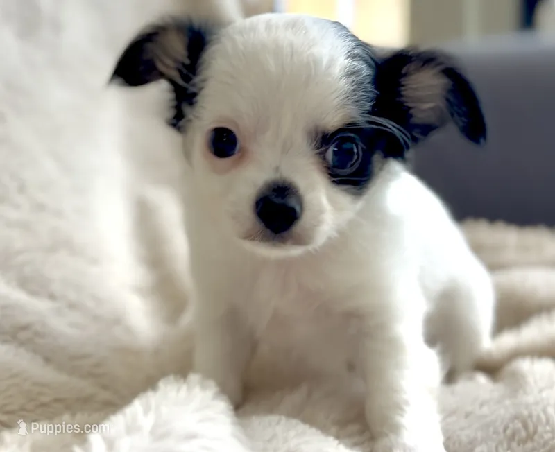 Marshmallow – Chihuahua puppy for sale in Cedar Creek, TX