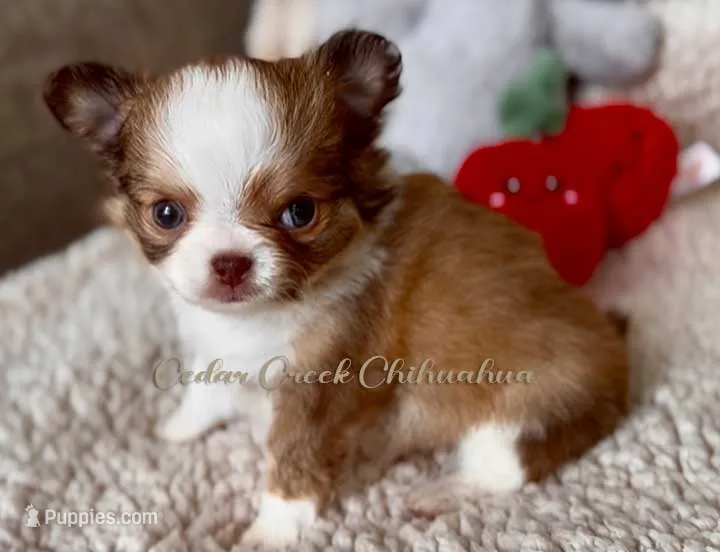 Brisket – Chihuahua puppy for sale in Cedar Creek, TX